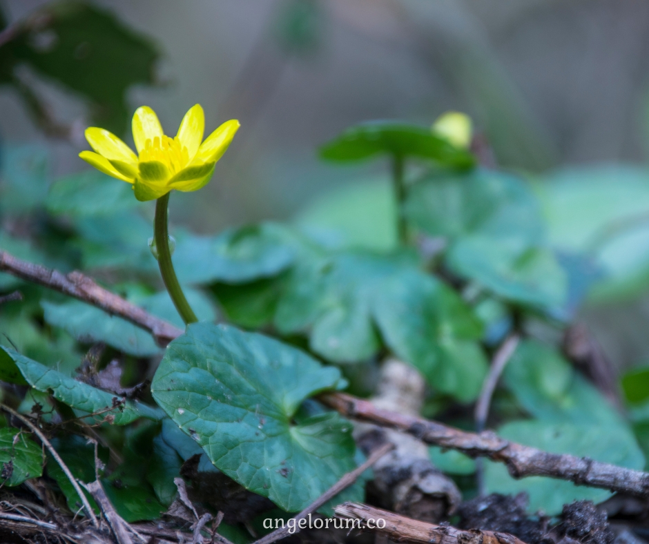 Lesser Celandine and Solar Plexus Chakra Healing ⋆ Angelorum
